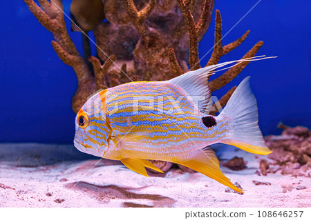 Underwater shot of fish Symphorichthys spilurus Underwater shot of fish Symphorichthys spilurus 108646257