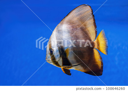 Underwater shot of fish Platax orbicularis Underwater shot of fish Platax orbicularis 108646260