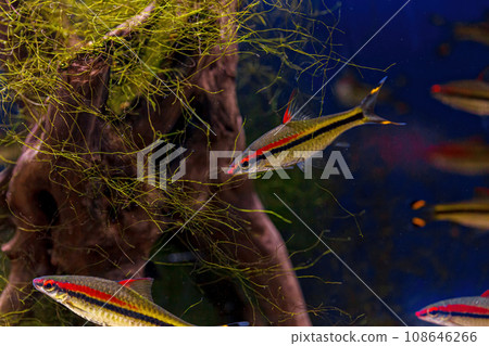 Underwater shot of the Sahyadria denisonii fish Underwater shot of the Sahyadria denisonii fish 108646266