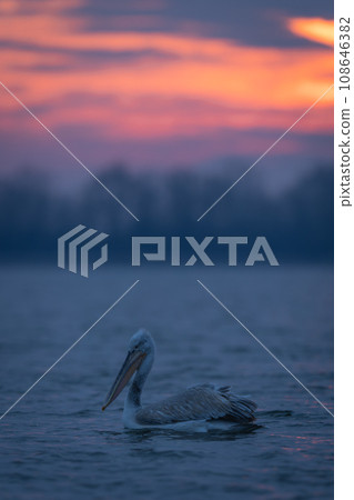 Dalmatian pelican swimming near trees at sunrise 108646382