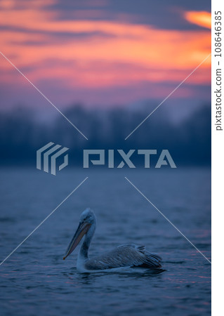 Dalmatian pelican swimming on lake in profile 108646385