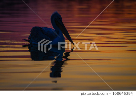 Dalmatian pelican swimming silhouetted on calm water 108646394