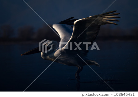 Dalmatian pelican taking off from calm lake 108646451
