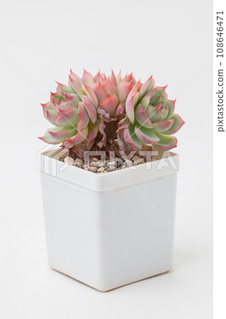 Green and red Echeveria Pink Crystal rosette Succulent houseplant in white plastic pot Green and red Echeveria Pink Crystal rosette Succulent houseplant in white plastic pot 108646471