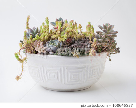 Succulent garden with Echeveria, Pachyphytum, Sedum, Graptosedum and Cotyledon flower Succulent garden with Echeveria, Pachyphytum, Sedum, Graptosedum and Cotyledon flower 108646557