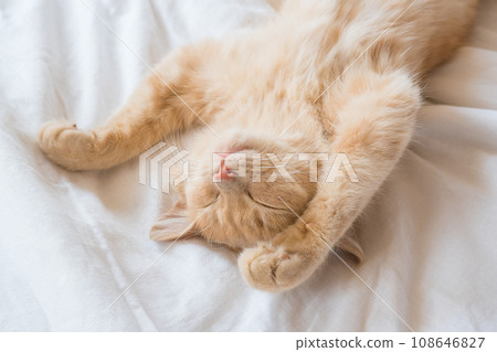 Ginger cat sleeps on his back on a soft white blanket, cozy home and vacation concept, cute red or ginger kitten Ginger cat sleeps on his back on a soft white blanket, cozy home and vacation concept, cute red or ginger kitten 108646827