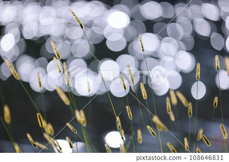 Enokologsa 108646831