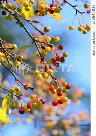 蘋果的一種 108646832