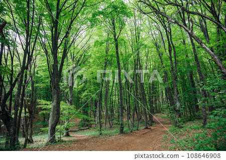 dense green forest with tall trees nature travel hiking dense green forest with tall trees nature travel hiking 108646908