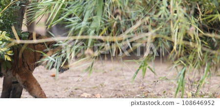 Jungle predator Tiger Peeks Through the Foliage, Captivating and Mysterious Jungle predator Tiger Peeks Through the Foliage, Captivating and Mysterious 108646952
