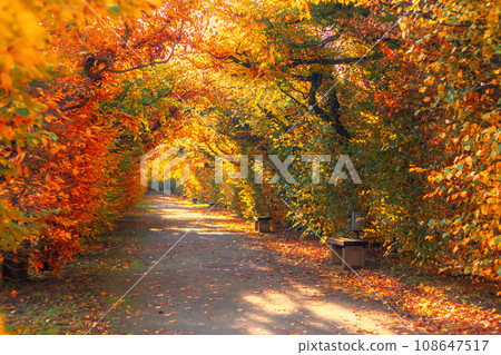 road through the tree alley in autumn, Flower garden in Kromeriz, Czech republic road through the tree alley in autumn, Flower garden in Kromeriz, Czech republic 108647517