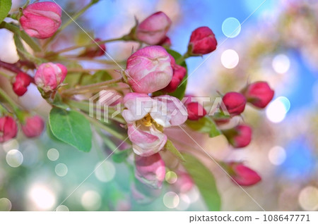Azalea (Rhododendron) flowers in the garden during spring 108647771