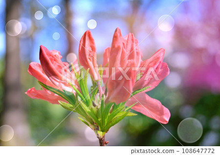 Azalea (Rhododendron) flowers in the garden during spring Azalea (Rhododendron) flowers in the garden during spring 108647772