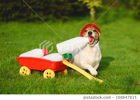 Funny courier making express food delivery. Humorous concept with dog wearing cap Funny courier making express food delivery. Humorous concept with dog wearing cap 108647815