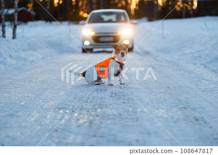 High visibility jacket and LED collar  for dogs help to avoid car traffic accidents 108647817