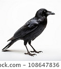 Dark portrait of black crow bird. Black raven against on white background. 108647836