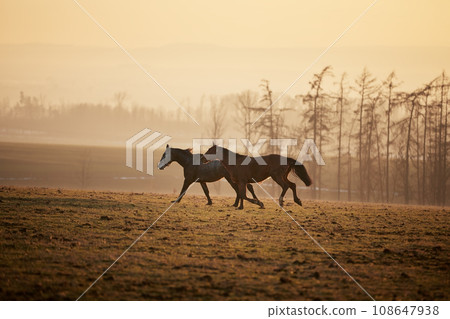 Two playful horses while running on meadow. Two playful horses while running on meadow. 108647938