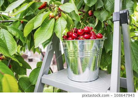 Bucket of cherries on the top of ladder on cherry branches background Bucket of cherries on the top of ladder on cherry branches background 108647943