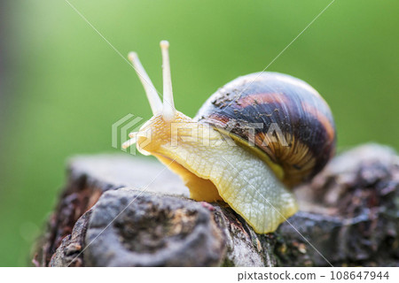 Snail on the tree in the garden. Snail gliding on the wet wooden texture. 108647944