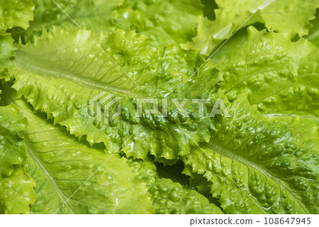 Close-up macro view of fresh green Lettuce leaves. Lettuce salad leaves foliage green background 108647945