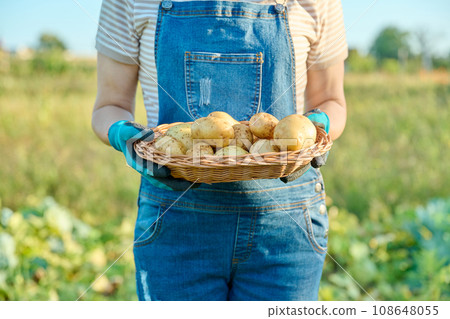 Fresh dug potatoes in hands of farmer, farmers market Fresh dug potatoes in hands of farmer, farmers market 108648055
