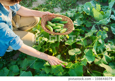 Woman plucking ground cucumbers into basket, from an open bed in vegetable garden Woman plucking ground cucumbers into basket, from an open bed in vegetable garden 108648079