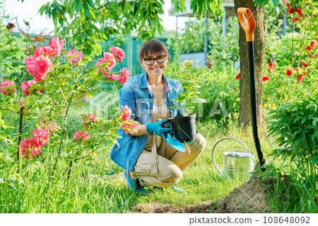 Woman with hydrangea in pot, preparing transplant plant in soil, in backyard garden 108648092