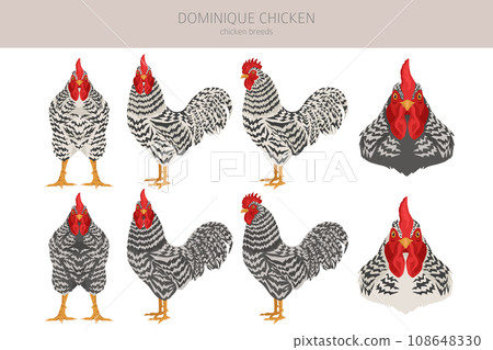 Dominique Chicken breeds clipart. Poultry and farm animals. Different colors set 108648330
