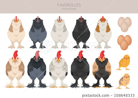 Faverolles Chicken breeds clipart. Poultry and farm animals. Different colors set Faverolles Chicken breeds clipart. Poultry and farm animals. Different colors set 108648333