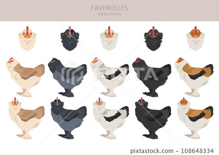 Faverolles Chicken breeds clipart. Poultry and farm animals. Different colors set 108648334
