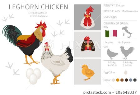 Leghorn Chicken breeds clipart. Poultry and farm animals. Different colors set 108648337