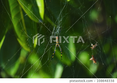 long-legged black and yellow striped spider 108648338