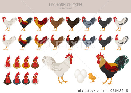 Leghorn Chicken breeds clipart. Poultry and farm animals. Different colors set Leghorn Chicken breeds clipart. Poultry and farm animals. Different colors set 108648348