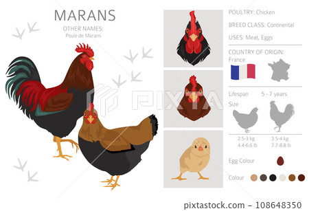 Marans Chicken breeds clipart. Poultry and farm animals. Different colors set 108648350
