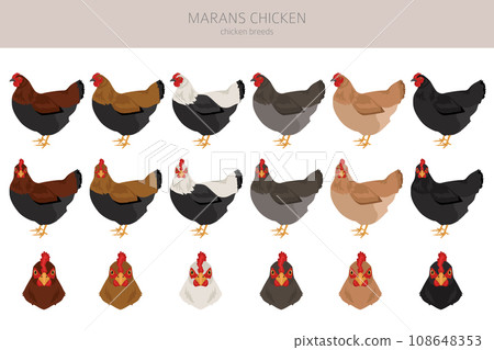 Marans Chicken breeds clipart. Poultry and farm animals. Different colors set Marans Chicken breeds clipart. Poultry and farm animals. Different colors set 108648353