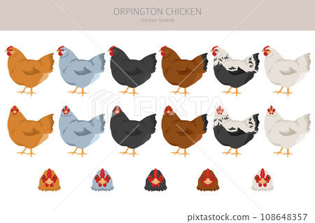 Buff Orpington Hen Isolated On White Stock Photo - Download Image