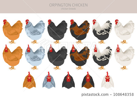Orpington Chicken breeds clipart. Poultry and farm animals. Different colors set 108648358