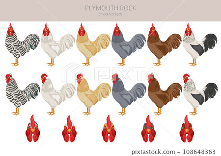 Plymouth Rock Chicken breeds clipart. Poultry and farm animals. Different colors set Plymouth Rock Chicken breeds clipart. Poultry and farm animals. Different colors set 108648363