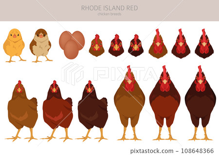 Rhode Island Red Chicken breeds clipart. Poultry and farm animals. Different colors set Rhode Island Red Chicken breeds clipart. Poultry and farm animals. Different colors set 108648366