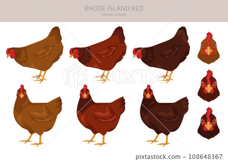 Rhode Island Red Chicken breeds clipart. Poultry and farm animals. Different colors set Rhode Island Red Chicken breeds clipart. Poultry and farm animals. Different colors set 108648367