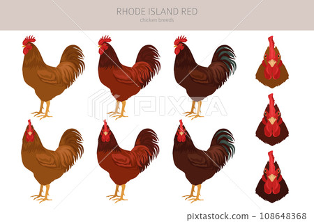 Rhode Island Red Chicken breeds clipart. Poultry and farm animals. Different colors set 108648368
