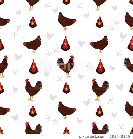 Rhode Island Red Chicken breeds seamless pattern. Poultry and farm animals. Different colors set 108648369