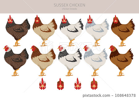 Sussex Chicken breeds clipart. Poultry and farm animals. Different colors set 108648378