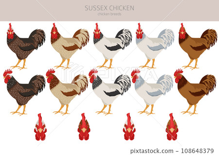 Sussex Chicken breeds clipart. Poultry and farm animals. Different colors set Sussex Chicken breeds clipart. Poultry and farm animals. Different colors set 108648379
