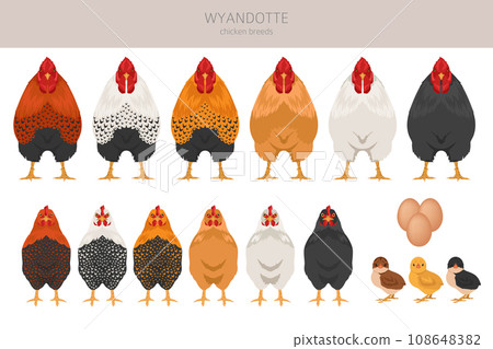 Wyandotte Chicken breeds clipart. Poultry and farm animals. Different colors set 108648382