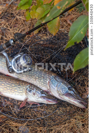 Freshwater pike fish. Two Freshwater pikes fish lies on keep net and fishing rod with reel.. Freshwater pike fish. Two Freshwater pikes fish lies on keep net and fishing rod with reel.. 108648430