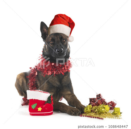 malinois in studio 108648447