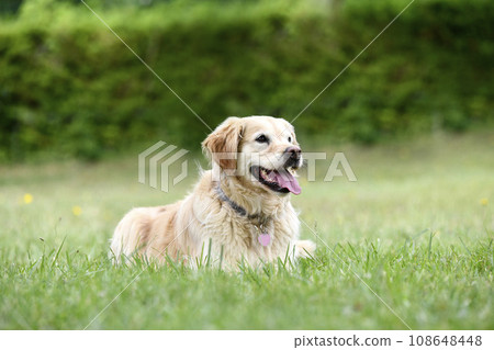 obedience training with a golden retriever 108648448