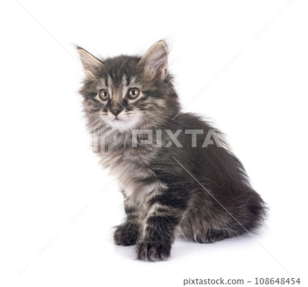 young Kurilian Bobtail in studio young Kurilian Bobtail in studio 108648454