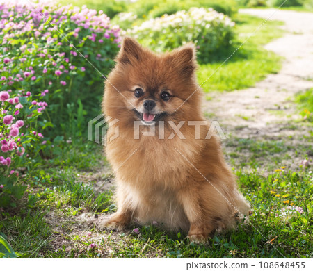 young pomeranian in nature young pomeranian in nature 108648455